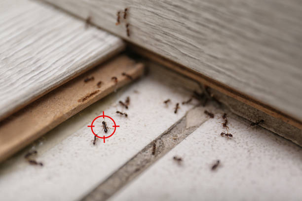 Best Wildlife Control Services  in Ligh, NE
