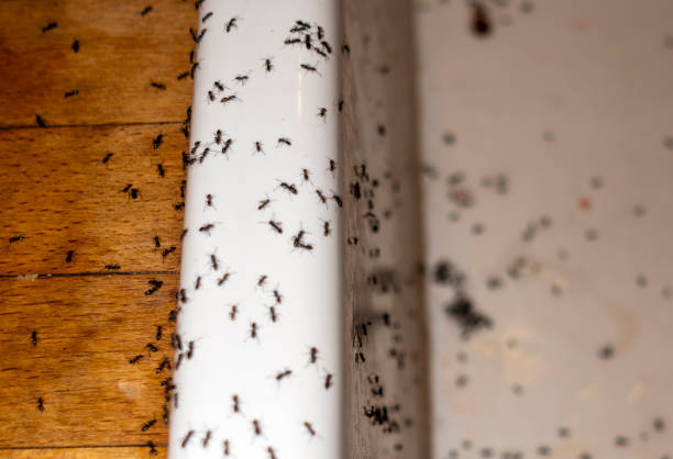  Ligh, NE Pest Control Pros