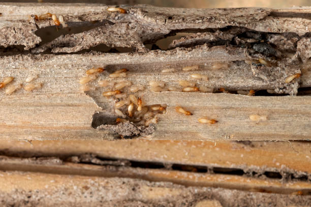 Best Insect Control  in Ligh, NE