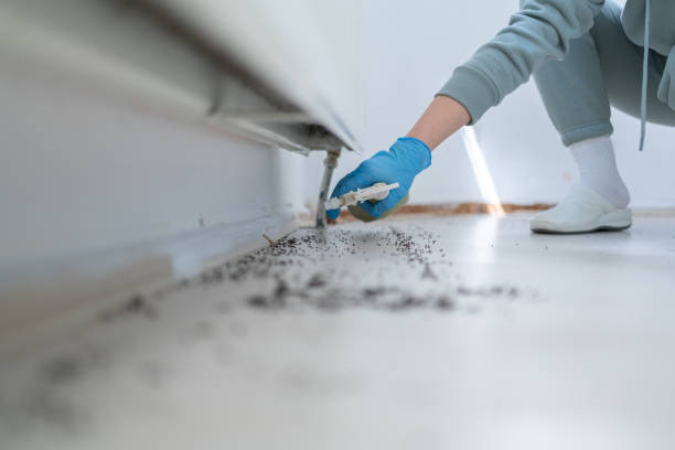 Best Termite Control Services  in Ligh, NE
